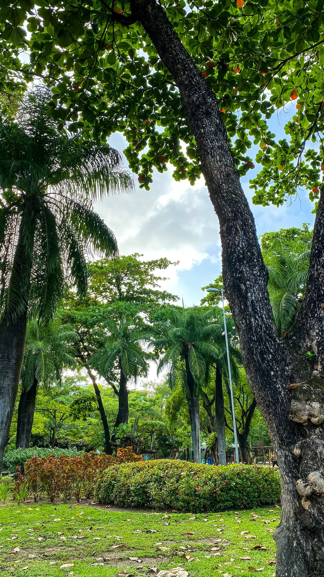 Parque arborizado no Recife com palmeiras imperiais, canteiros floridos e gramado na sombra